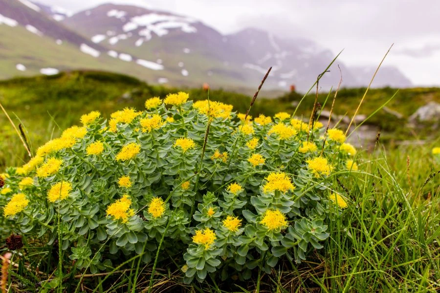 Rhodiola plant